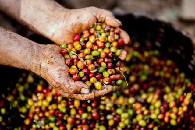 Commercial coffee cherries
