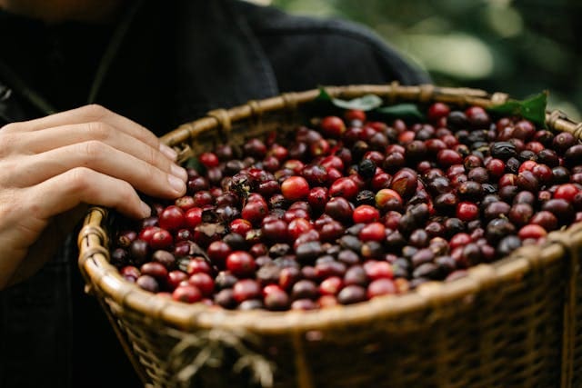 Specailty coffee cherries